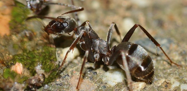 Dude, There's Ants in My Car! A Guide on How to Bust an Ant Infestation